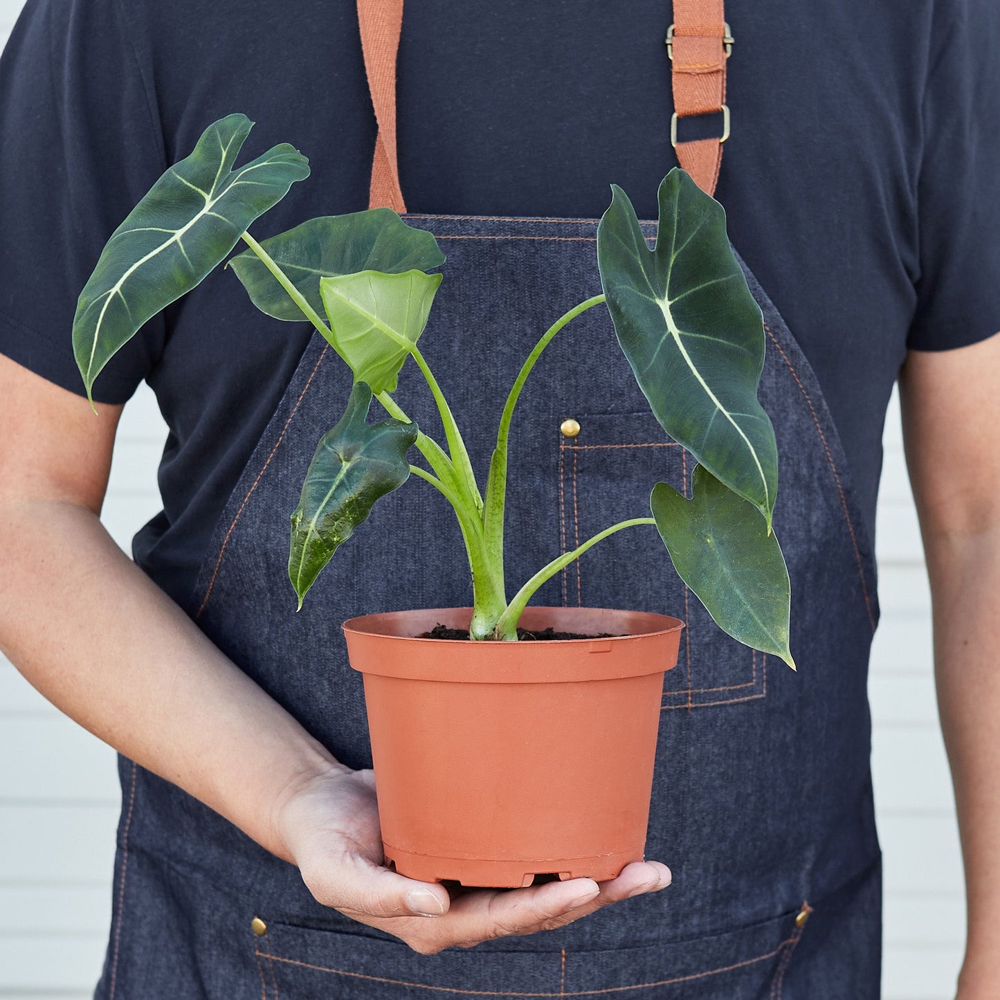 Alocasia Micholitziana 'Frydek' by House Plant Shop