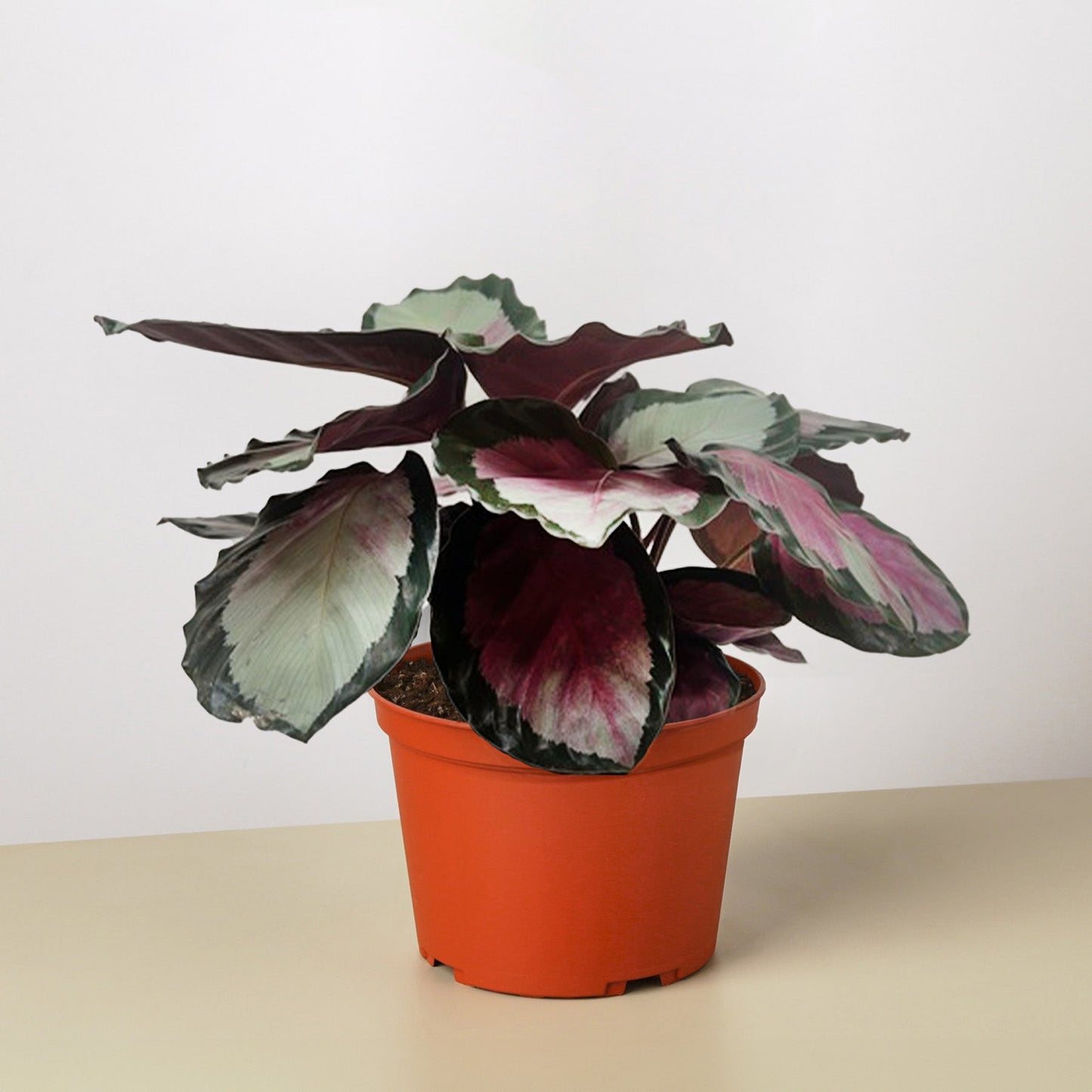 Calathea roseopicta 'Silvia' by House Plant Shop