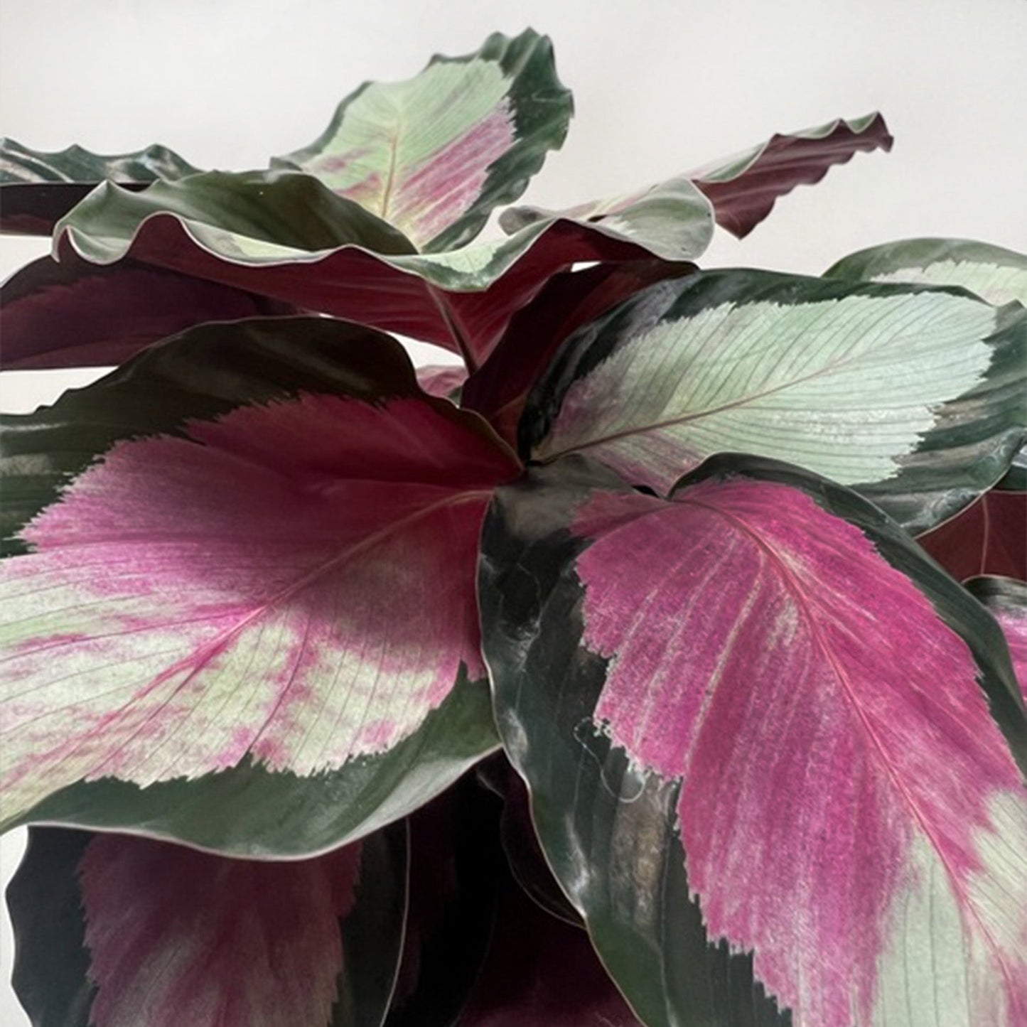 Calathea roseopicta 'Silvia' by House Plant Shop