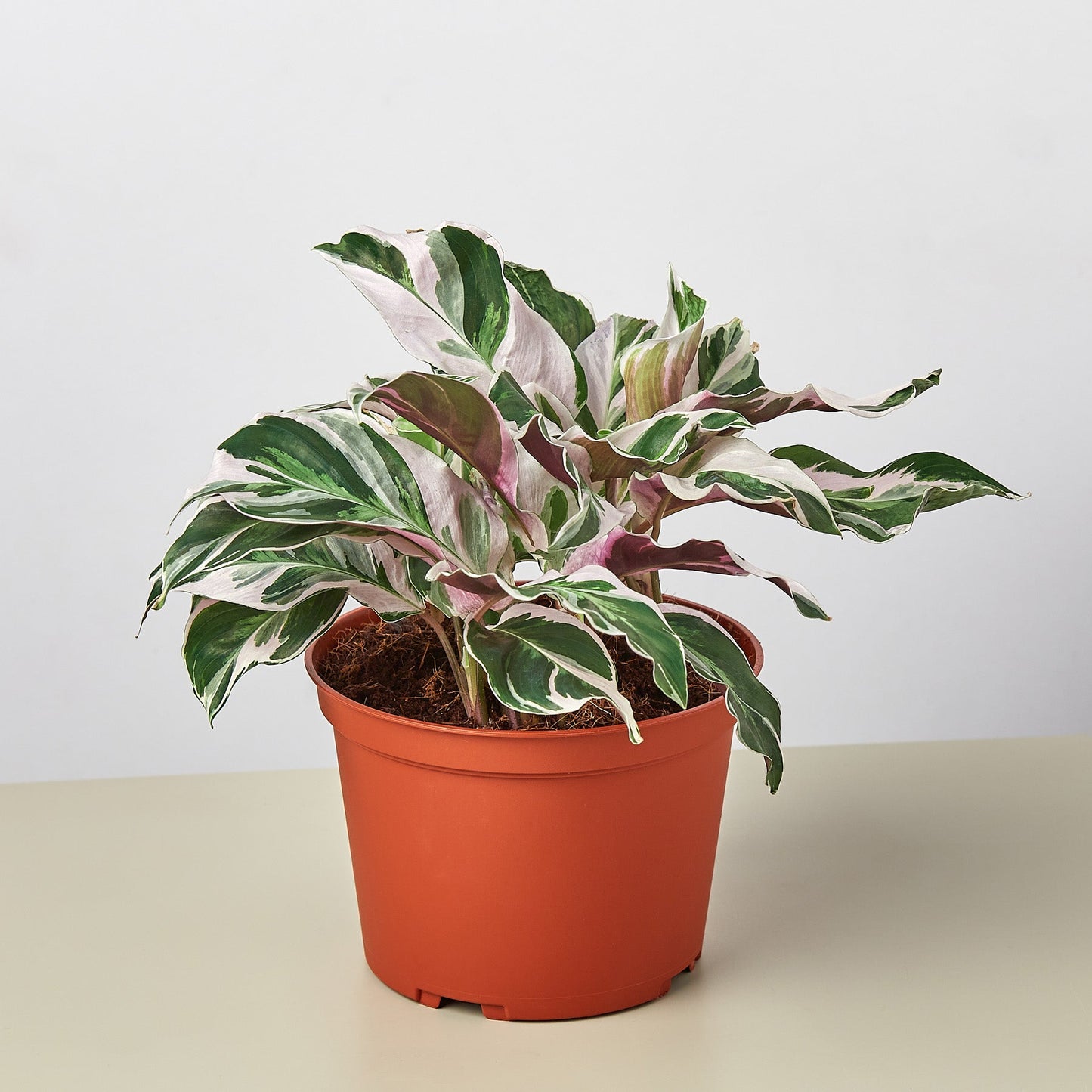 Calathea 'White Fusion' by House Plant Shop