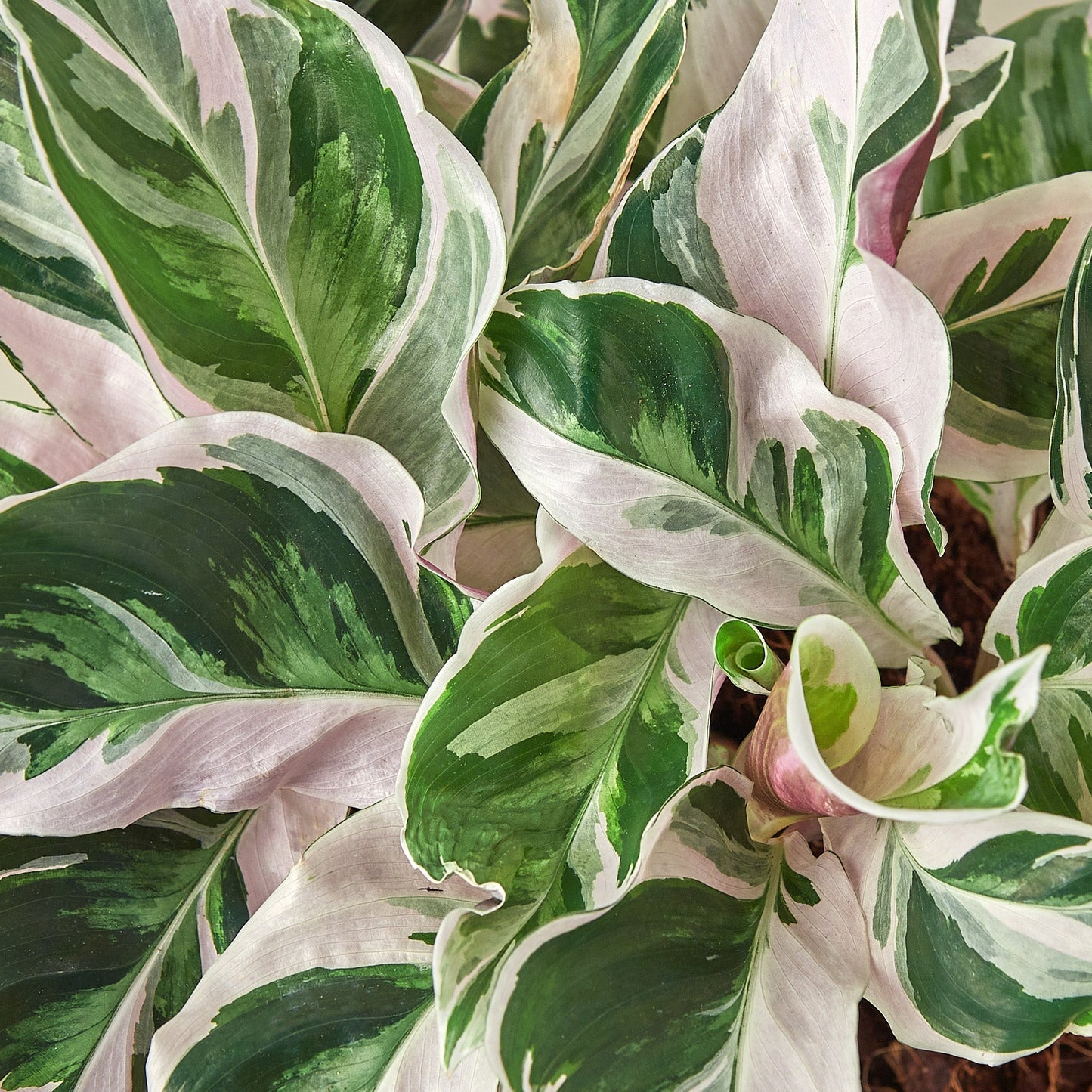 Calathea 'White Fusion' by House Plant Shop