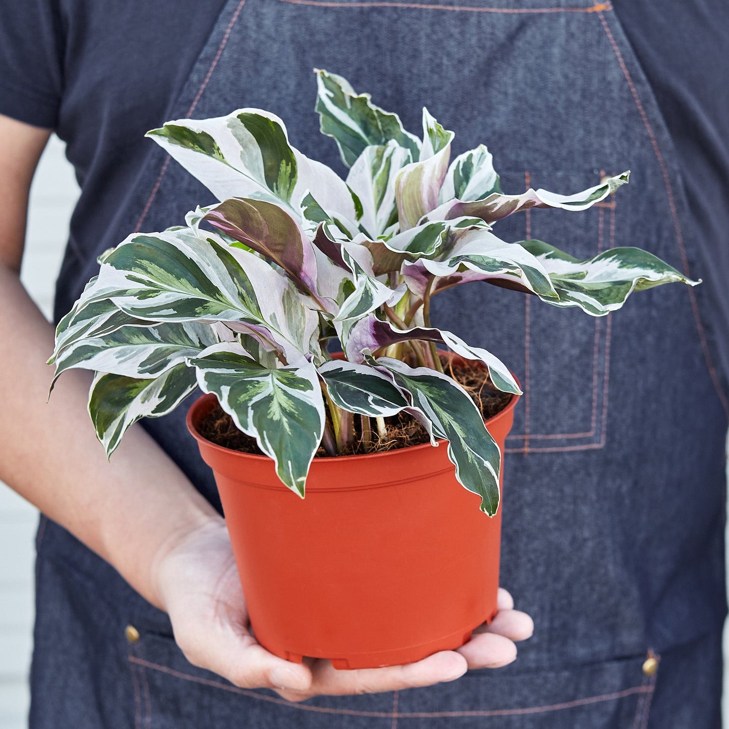 Calathea 'White Fusion' by House Plant Shop