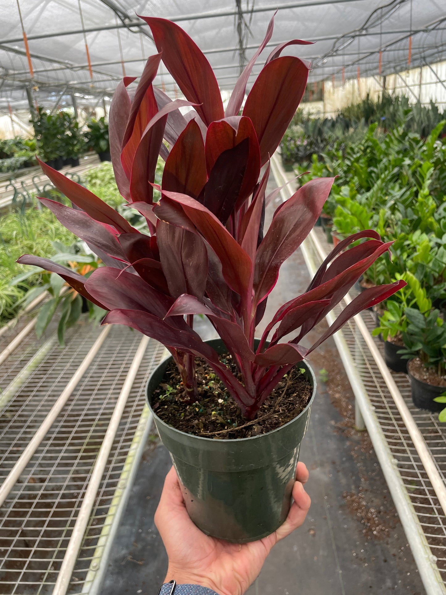 Cordyline 'Calypso Queen' by House Plant Shop