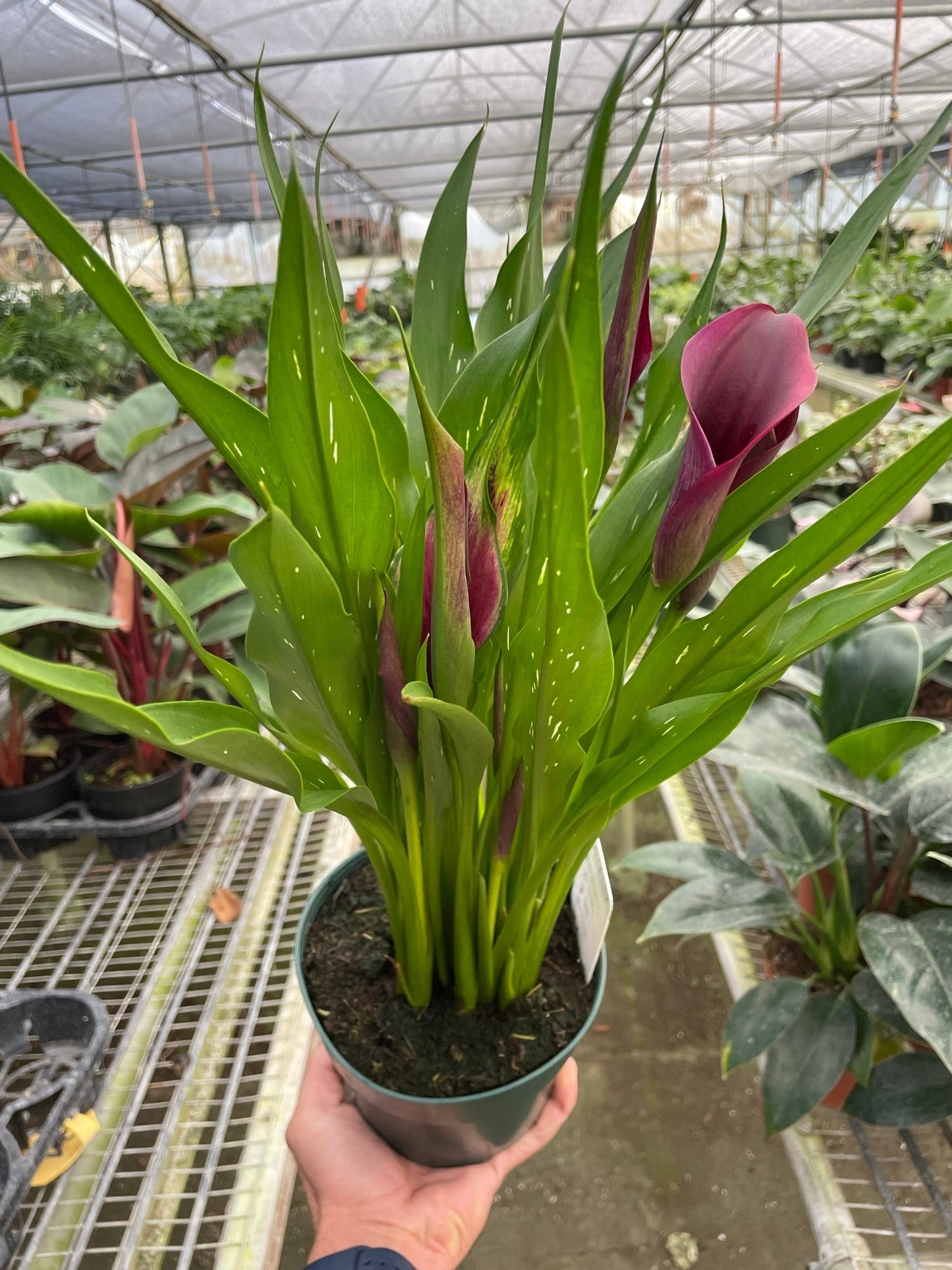 Calla Lily by House Plant Shop