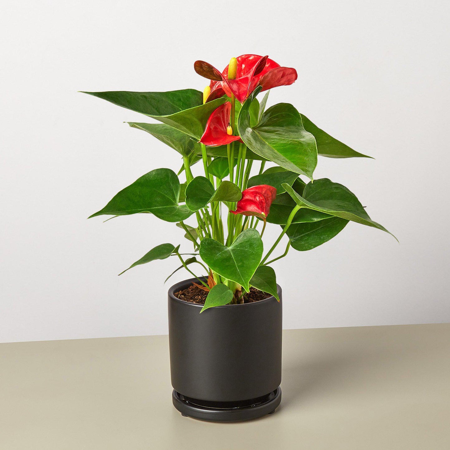 Anthurium 'Red' - House Plant Shop