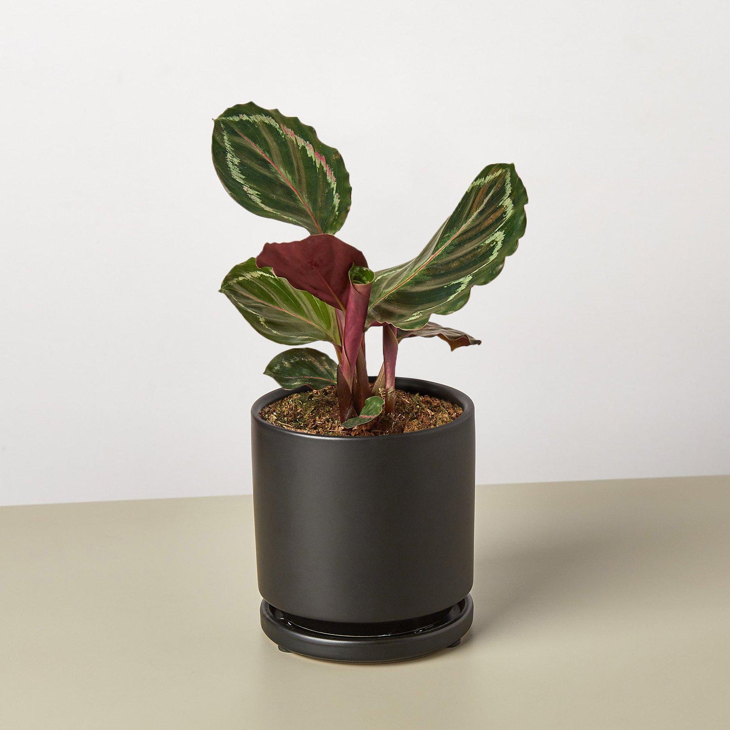 Calathea Roseopicta 'Medallion' - House Plant Shop