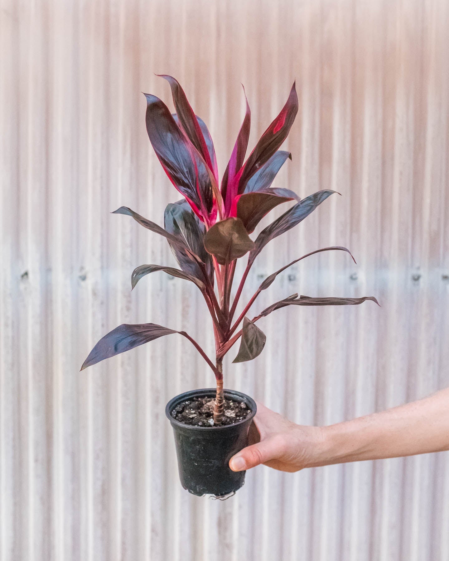 Cordyline 'Calypso Queen' by House Plant Shop