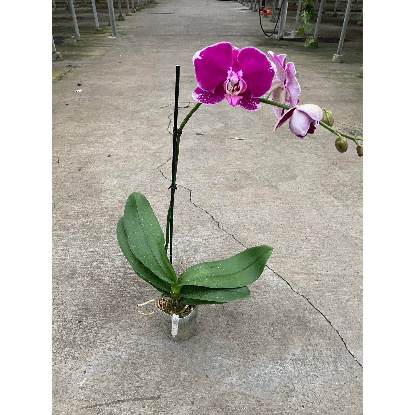 Orchid 'Purple Spotted Phalaenopsis' by House Plant Shop