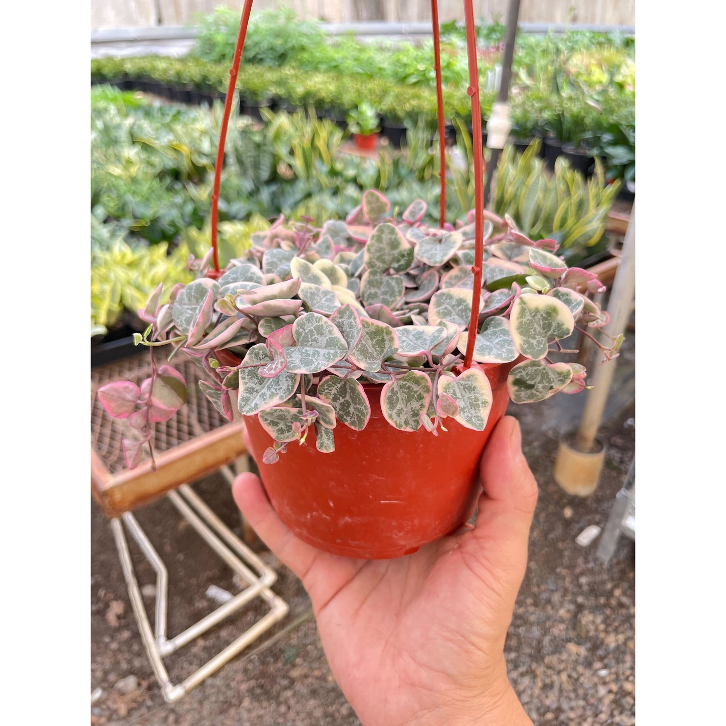 String of Hearts Variegated by House Plant Shop