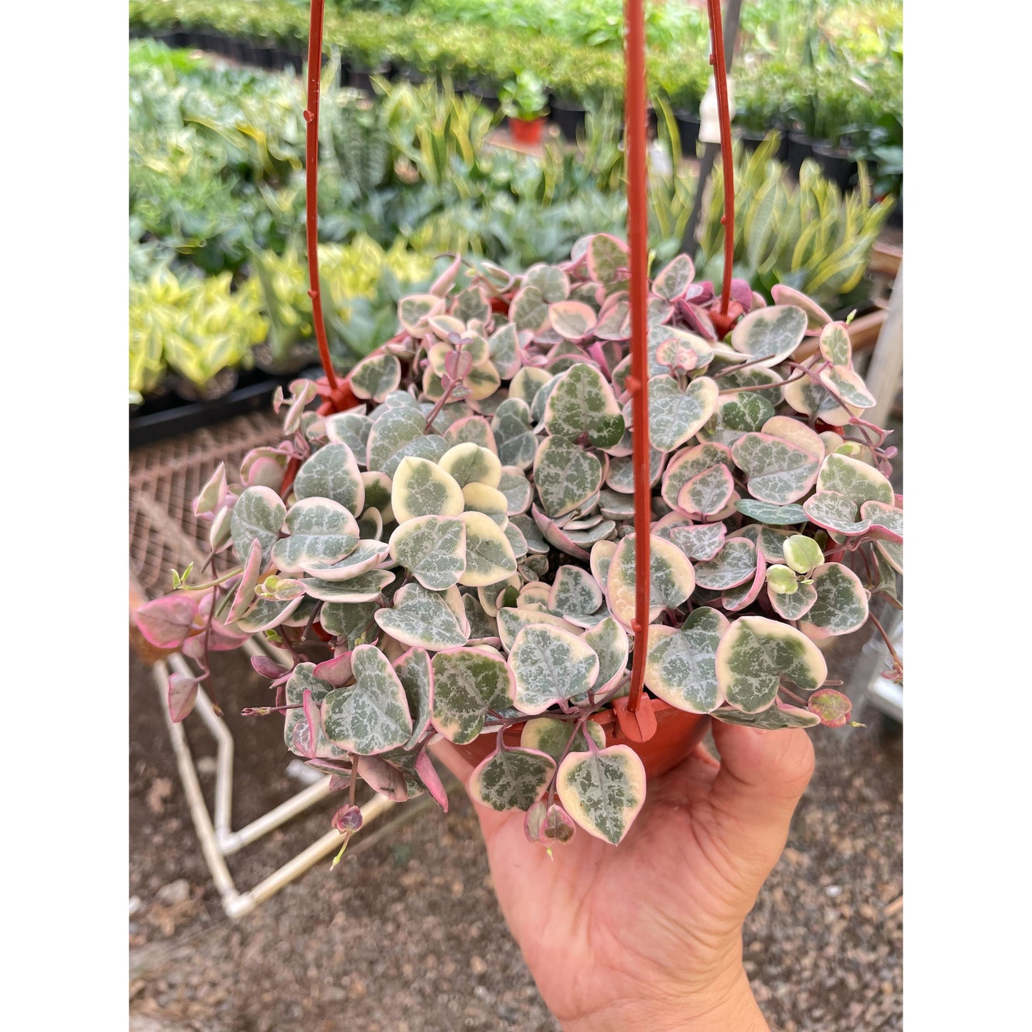 String of Hearts Variegated by House Plant Shop
