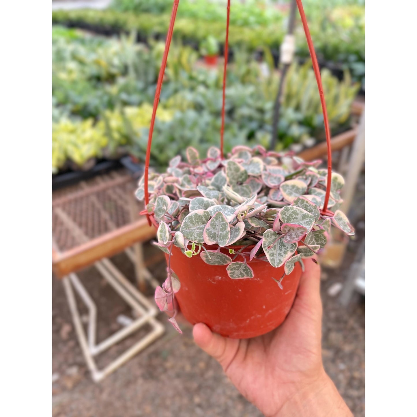String of Hearts Variegated by House Plant Shop