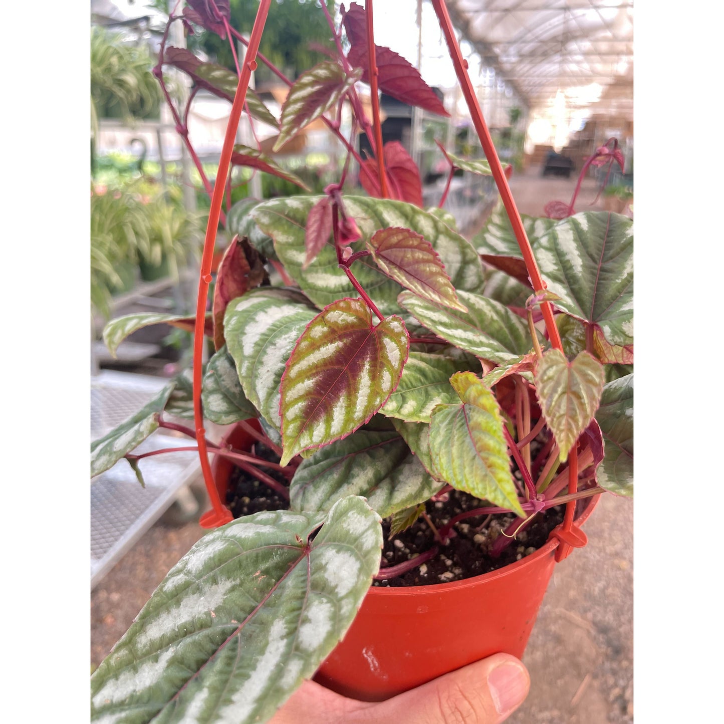 Begonia Rex Vine - 6" Pot by House Plant Shop