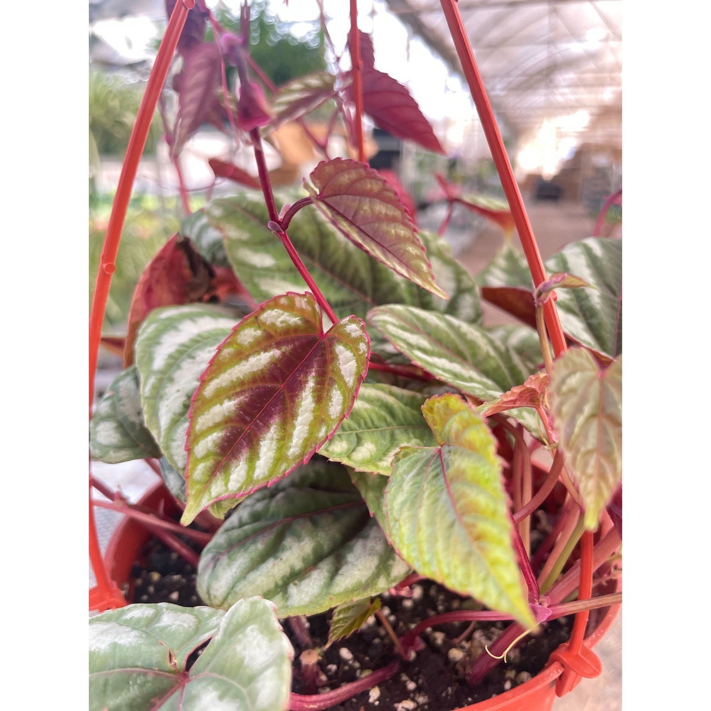 Begonia Rex Vine - 6" Pot by House Plant Shop