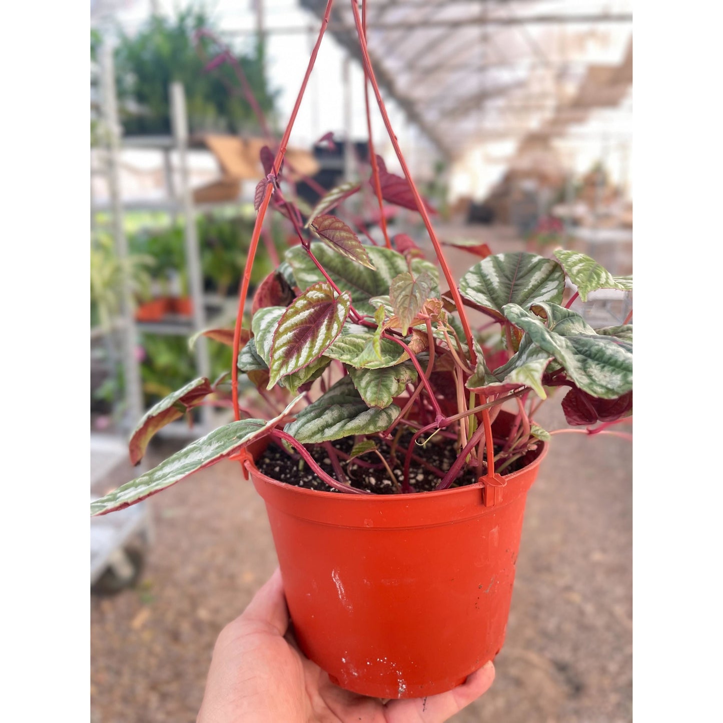 Begonia Rex Vine - 6" Pot by House Plant Shop