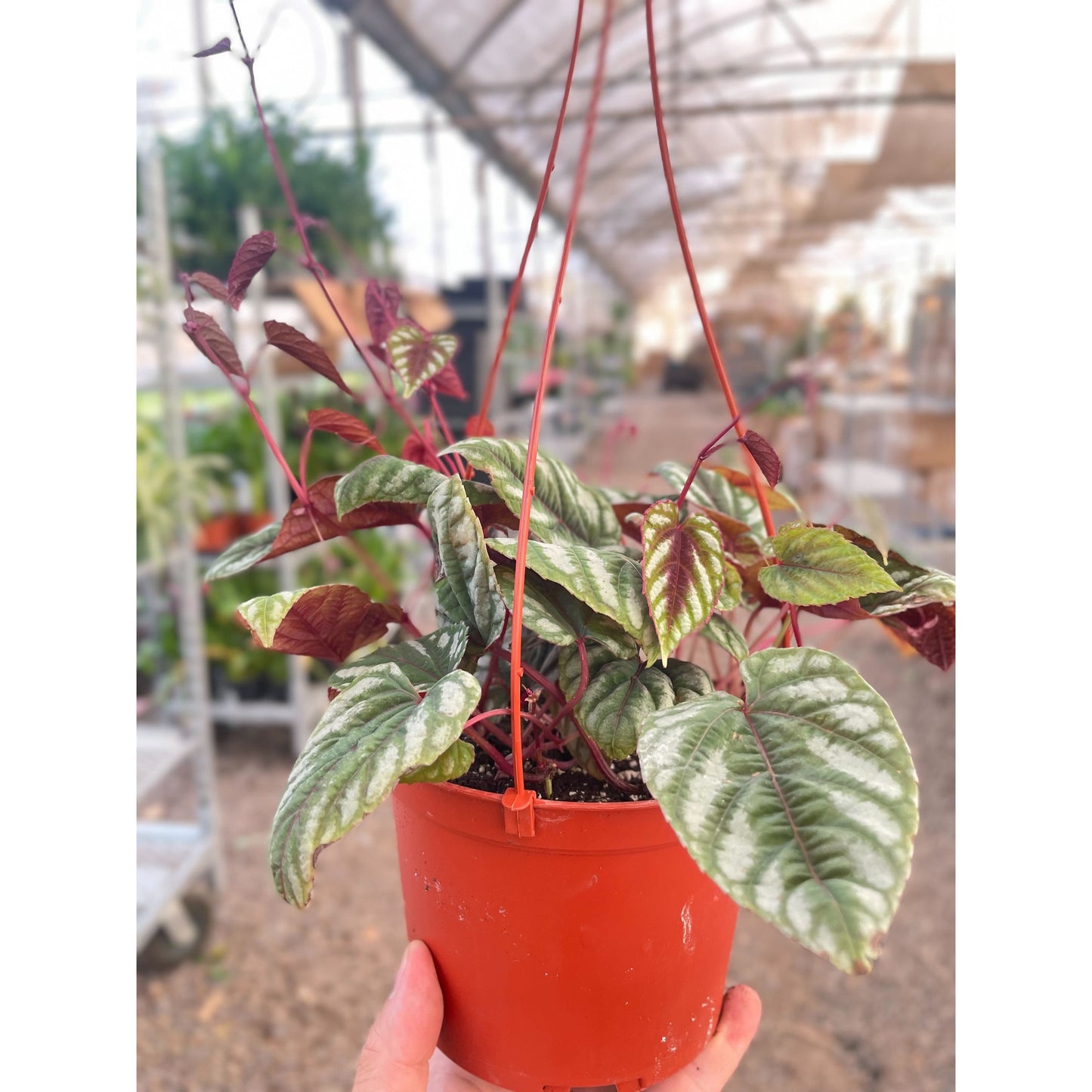 Begonia Rex Vine - 6" Pot by House Plant Shop