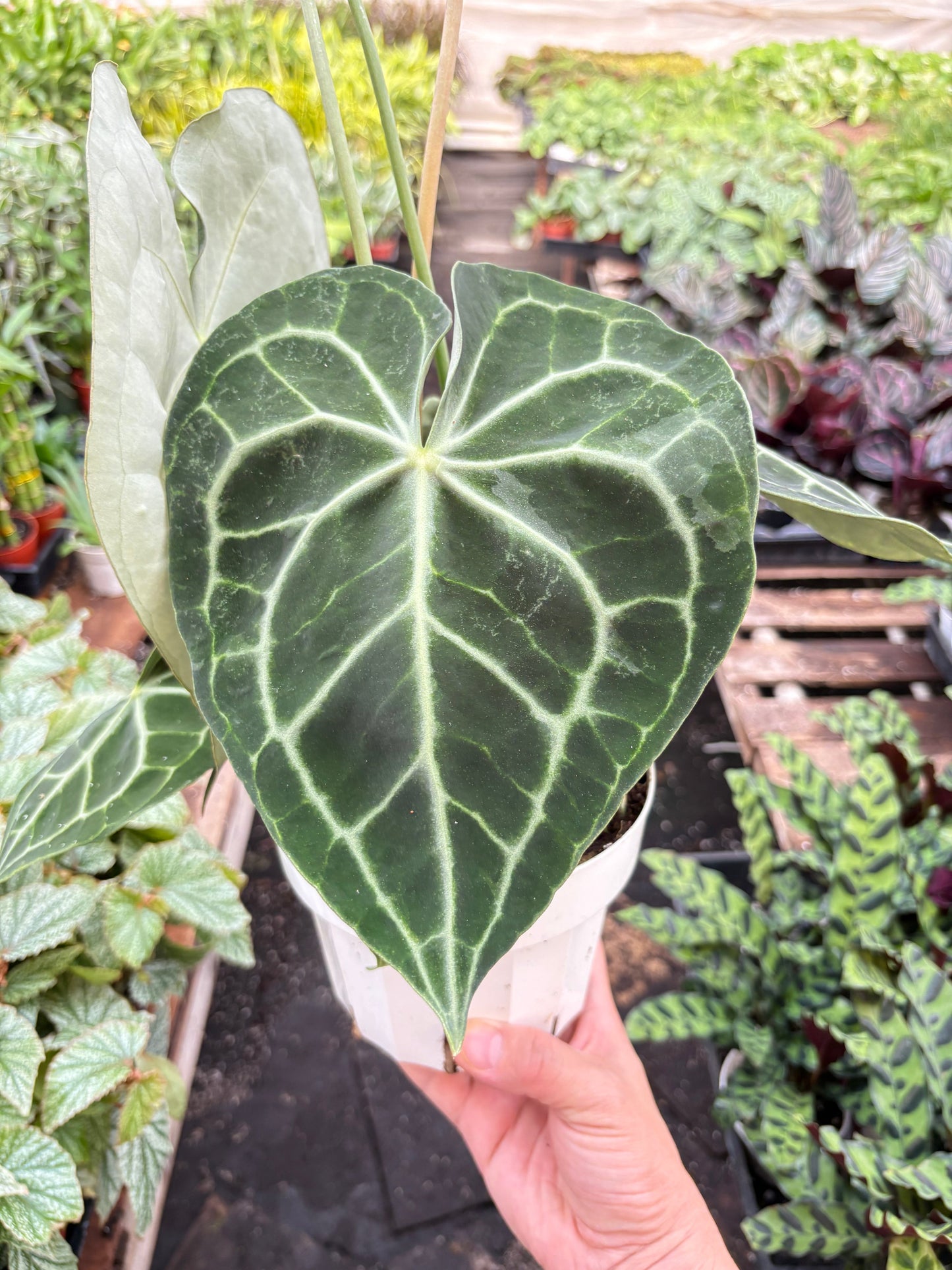 Anthurium 'Clarinervium' by House Plant Shop