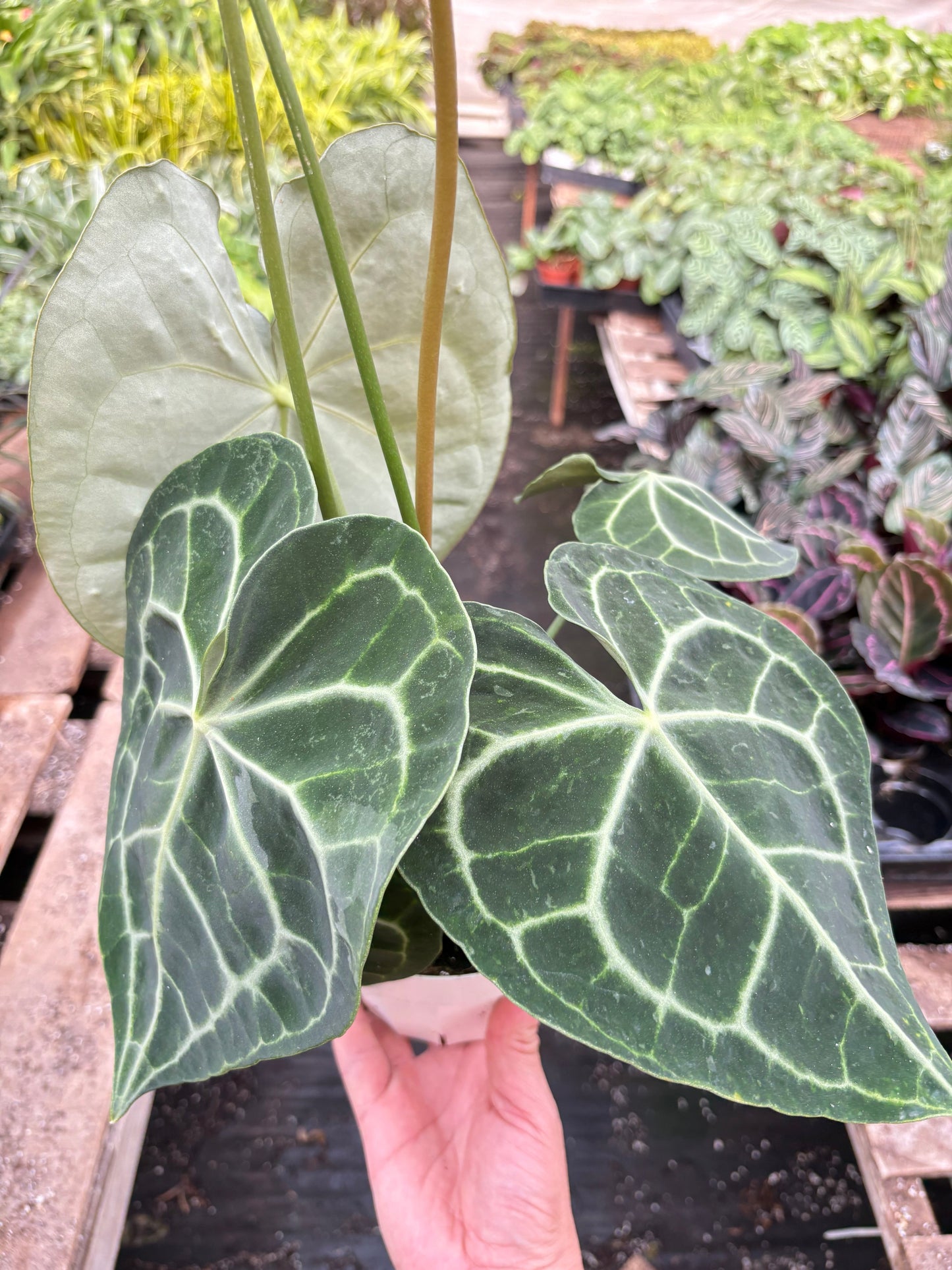 Anthurium 'Clarinervium' by House Plant Shop