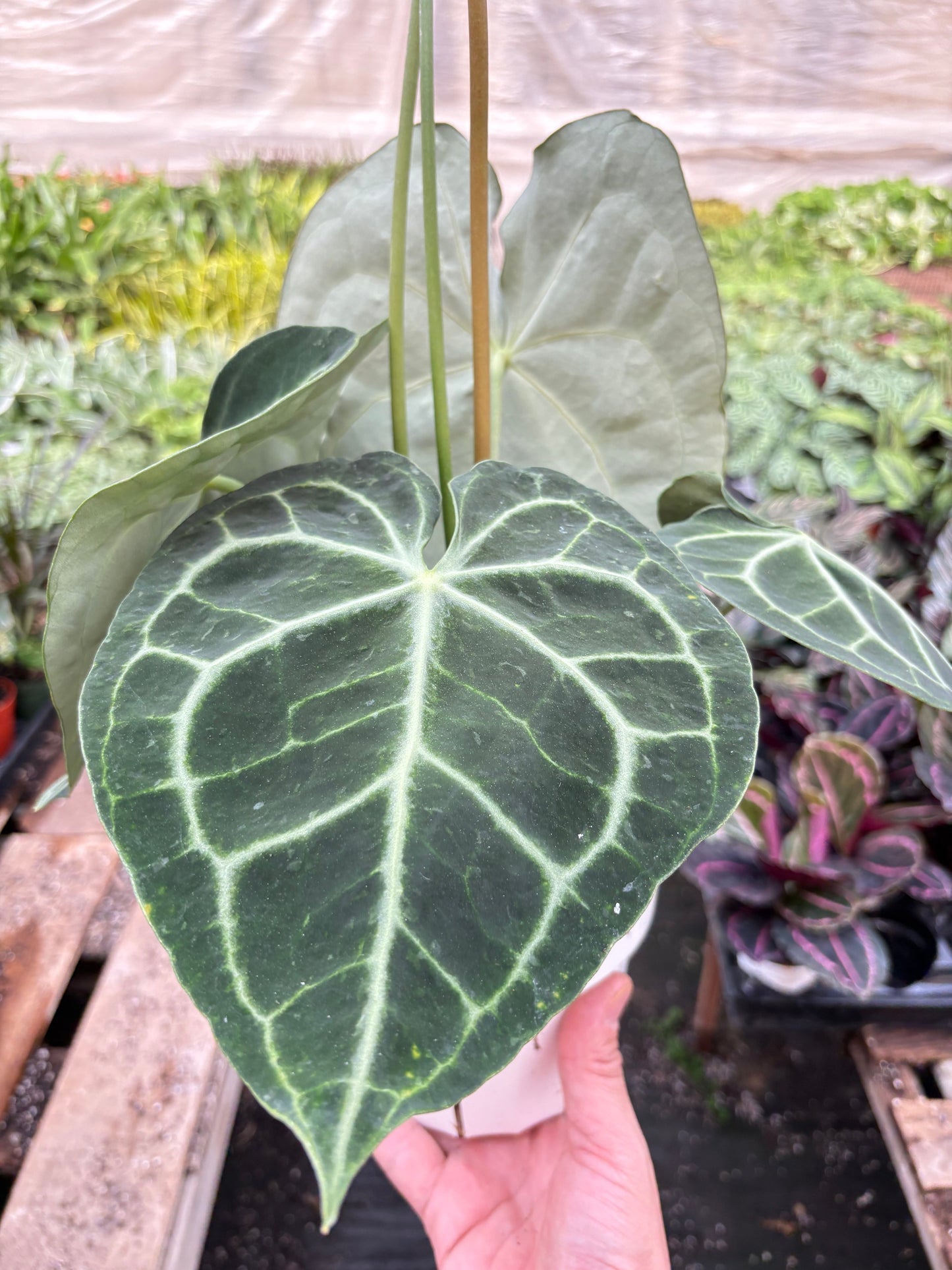 Anthurium 'Clarinervium' by House Plant Shop