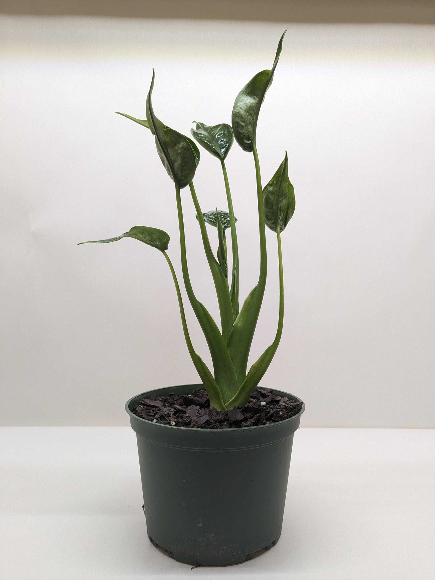 Alocasia 'Tiny Dancer' - 4" Pot by House Plant Shop