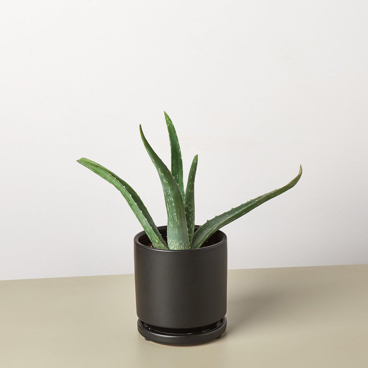 Aloe Vera - House Plant Shop