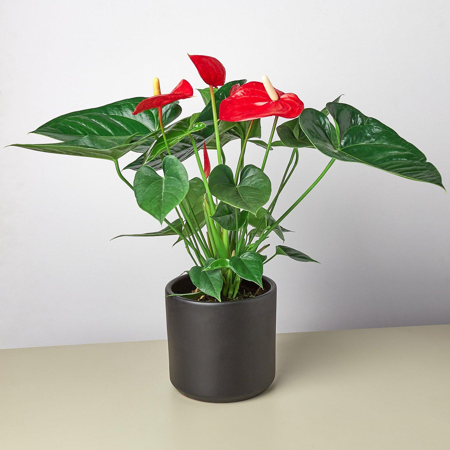 Anthurium 'Red' - House Plant Shop