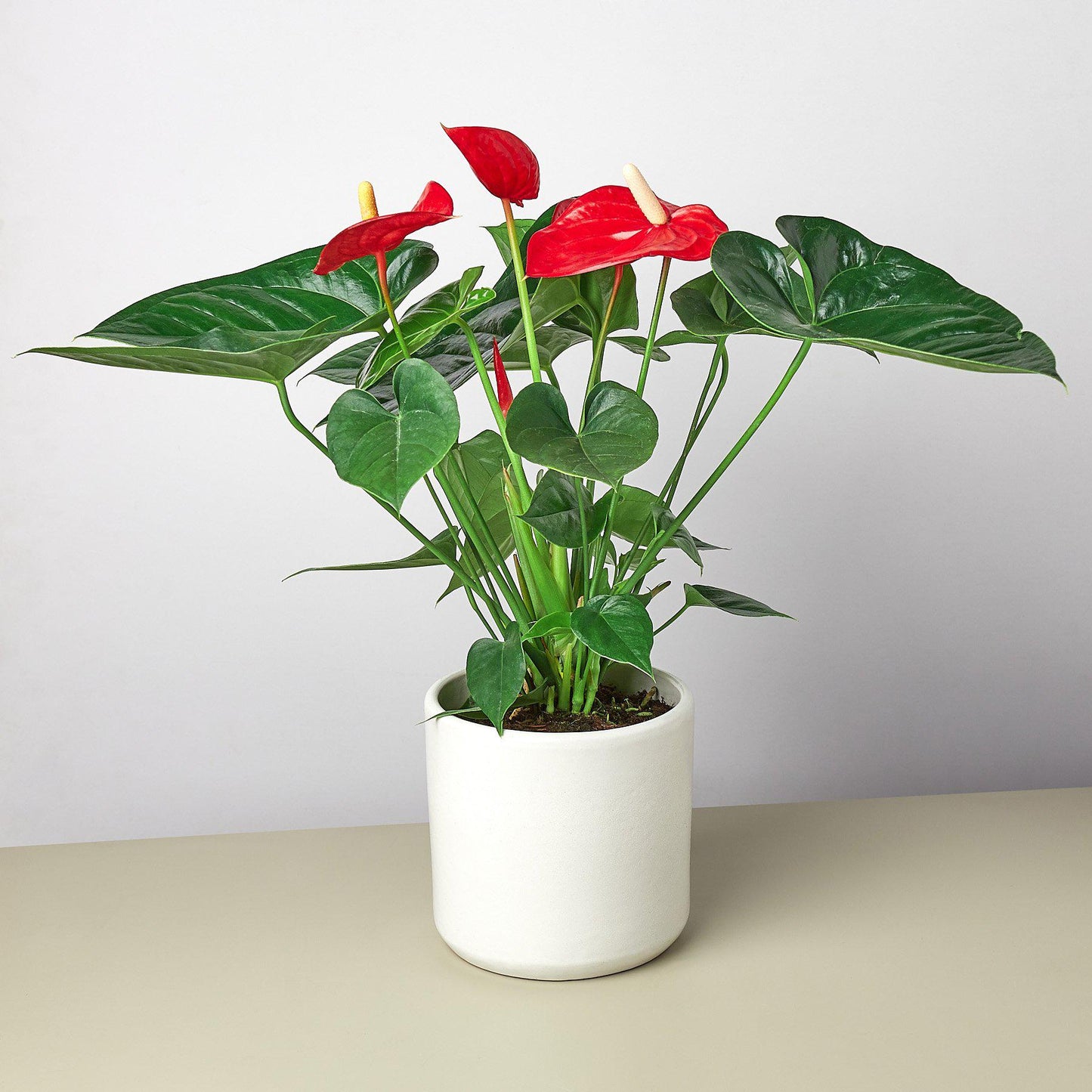 Anthurium 'Red' - House Plant Shop