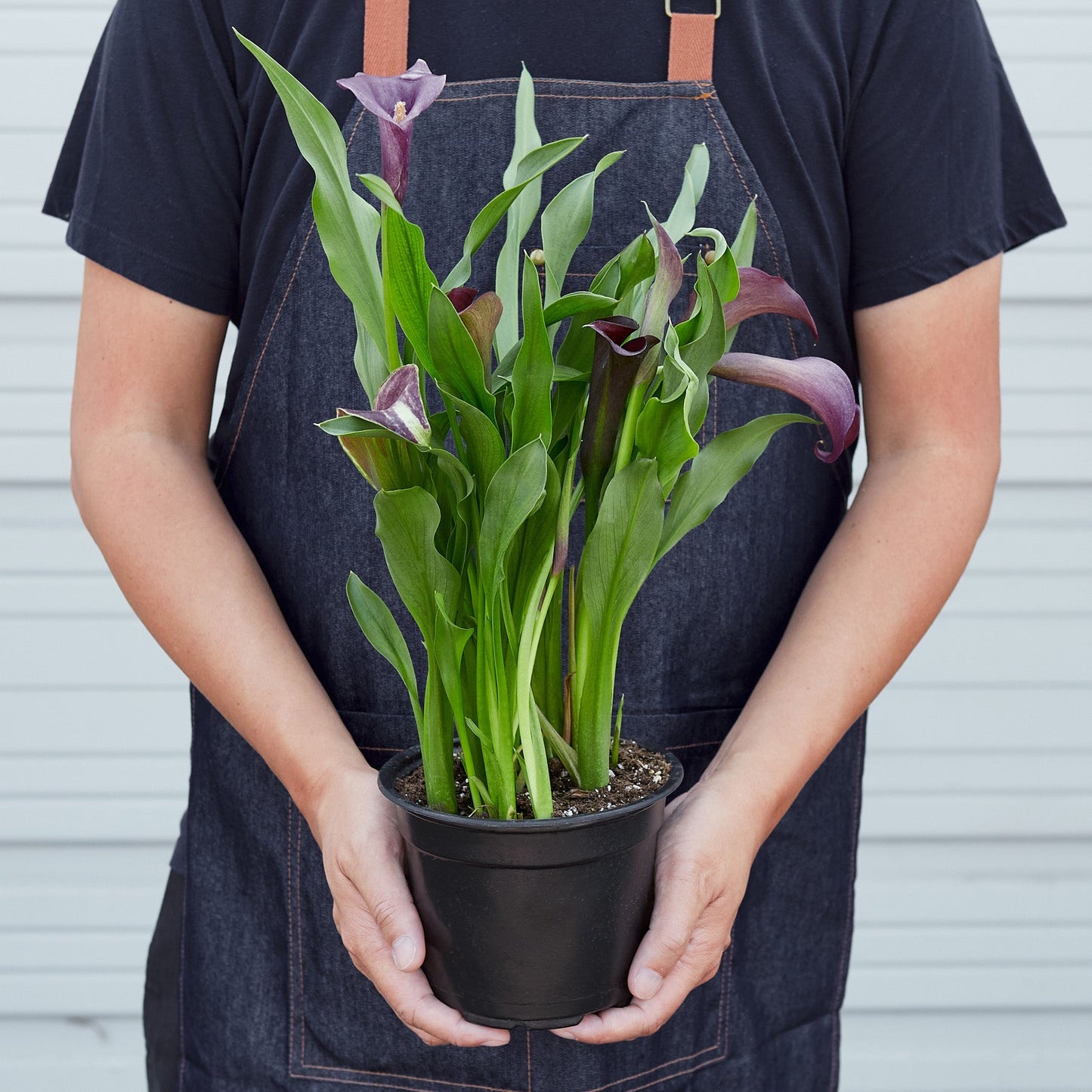 Calla Lily by House Plant Shop