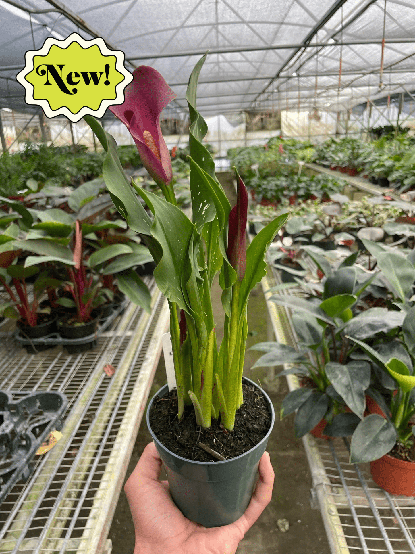 Calla Lily by House Plant Shop