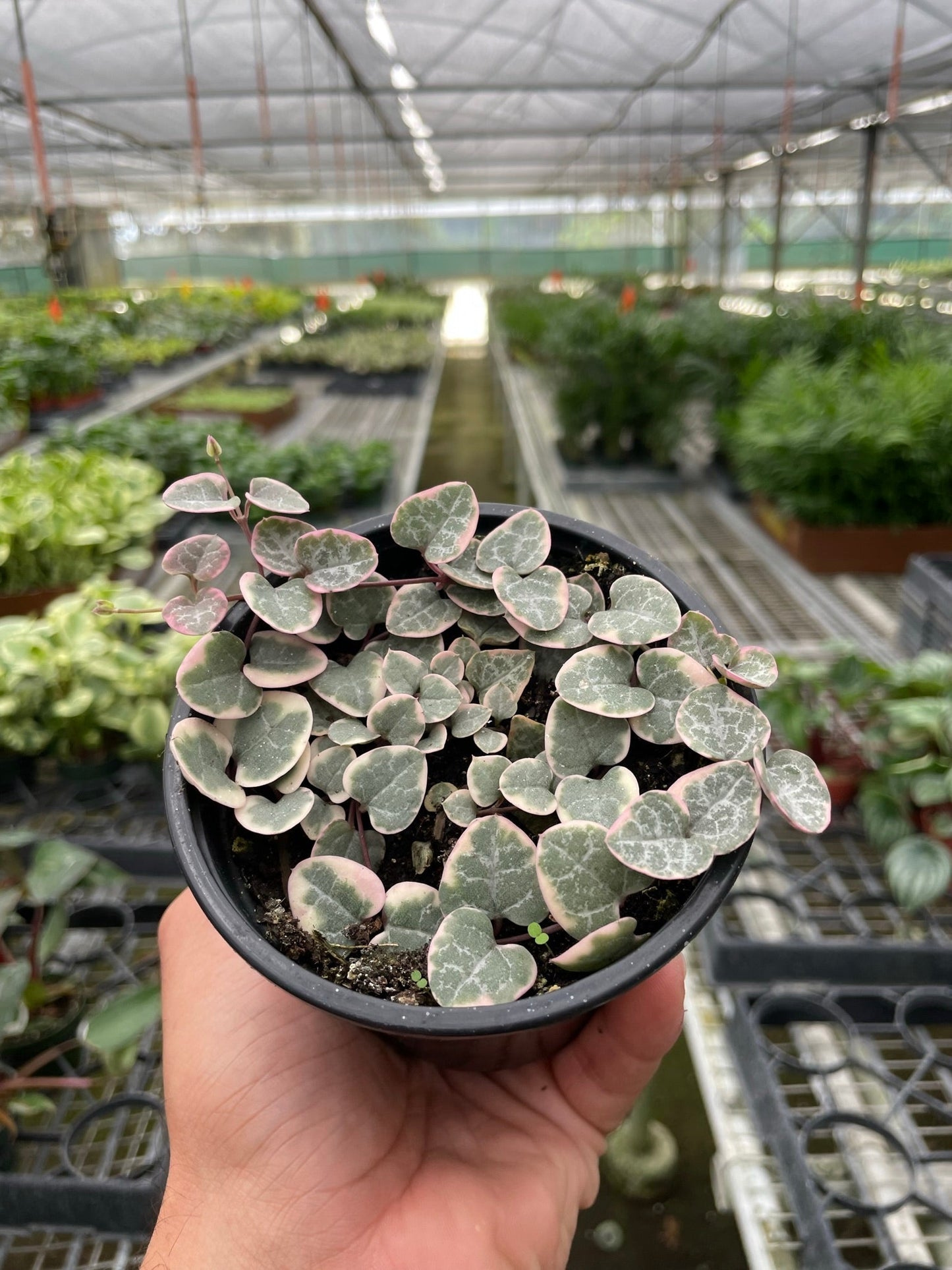 String of Hearts Variegated by House Plant Shop