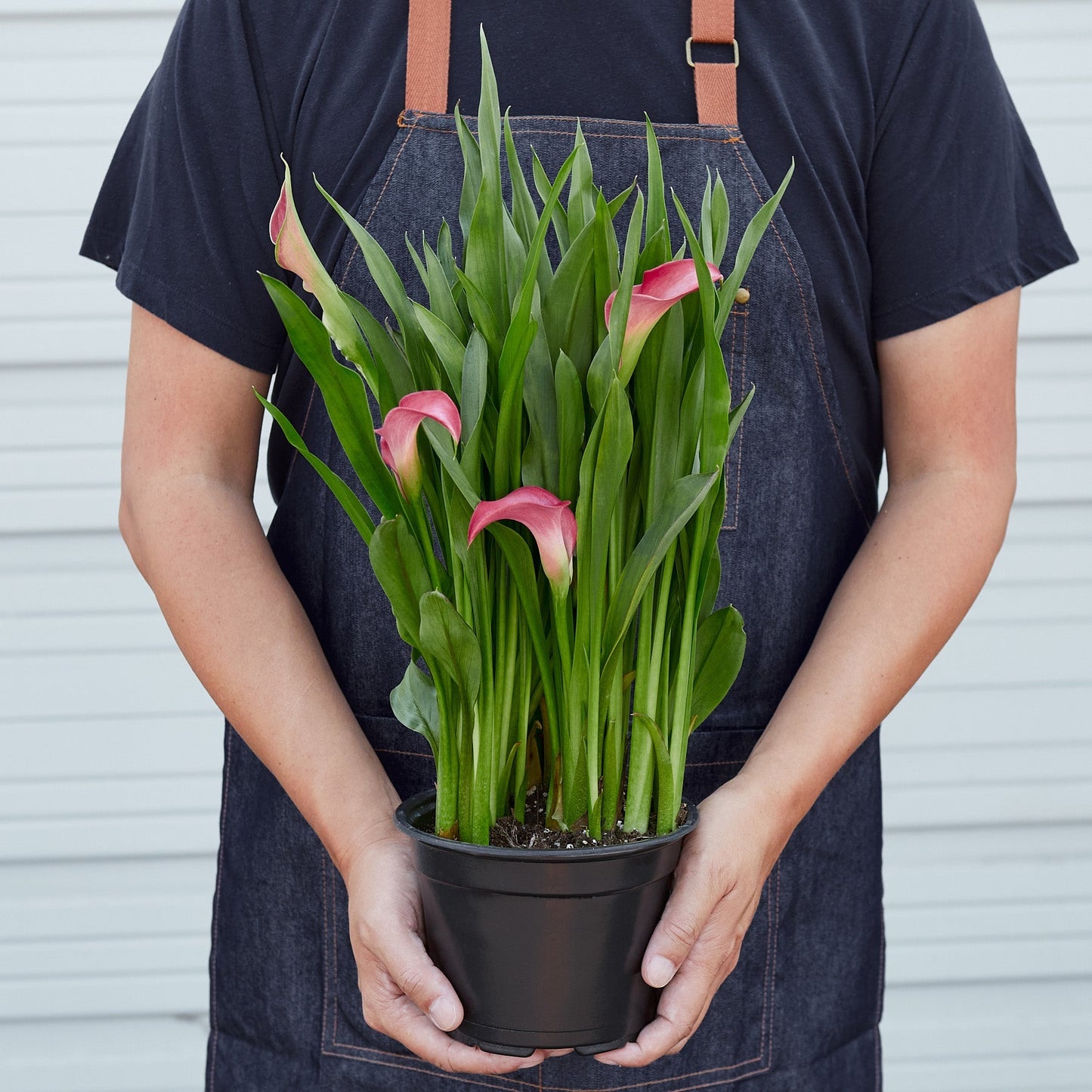 Calla Lily by House Plant Shop