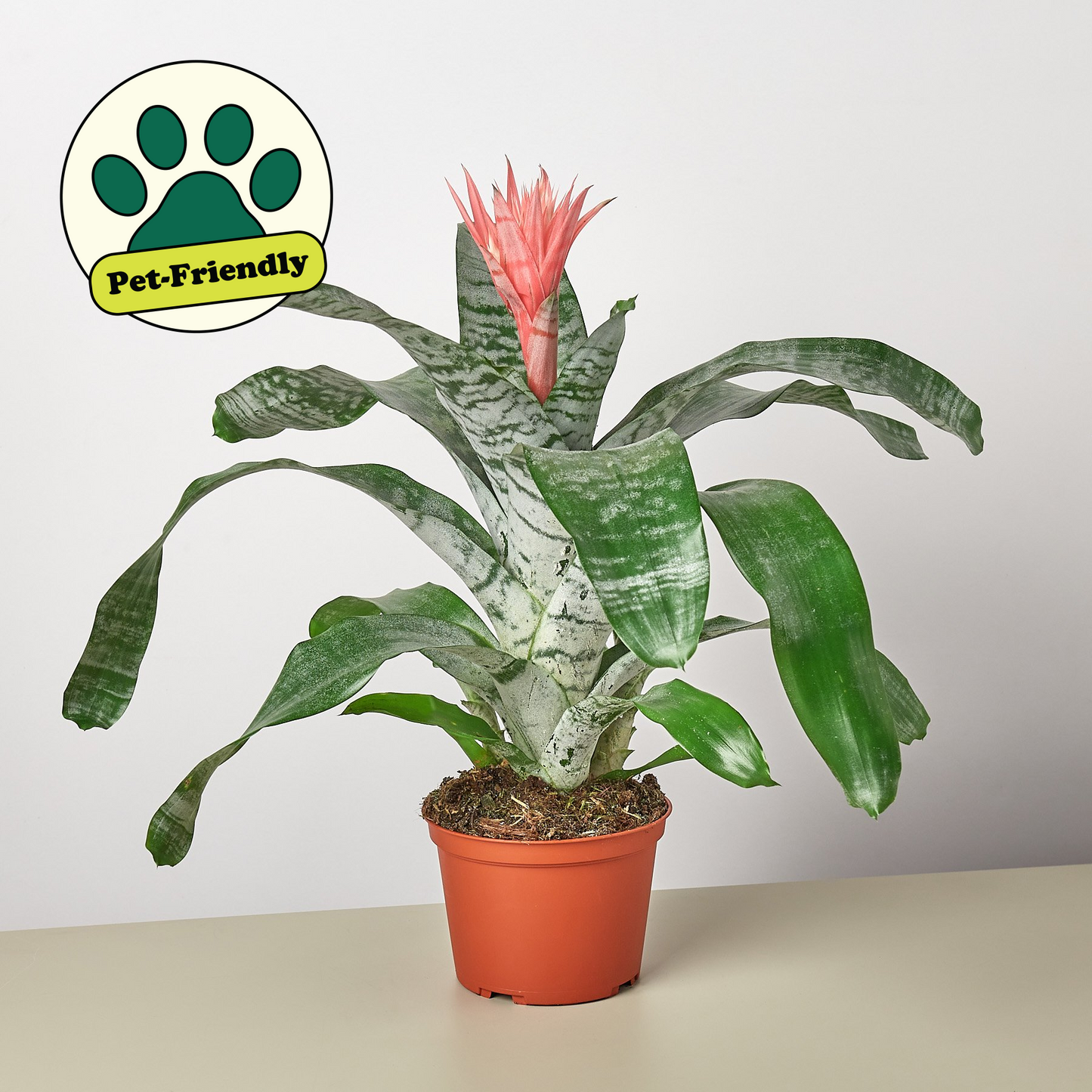 6" potted Bromeliad silver vase