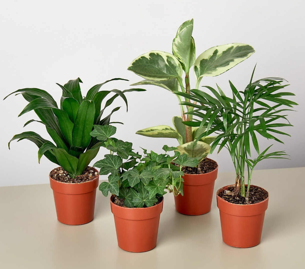 House Plants & Flowers