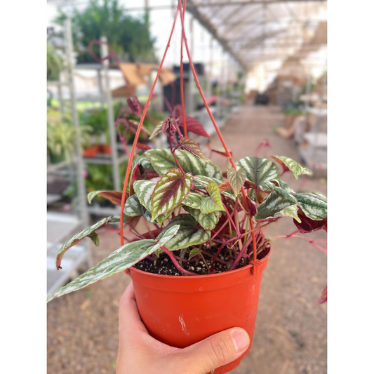 Begonia Rex Vine - 6" Pot by House Plant Shop