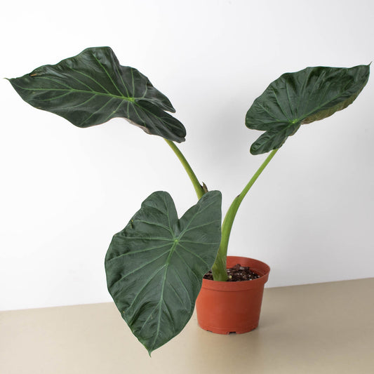 Alocasia 'Regal Shield' by House Plant Shop