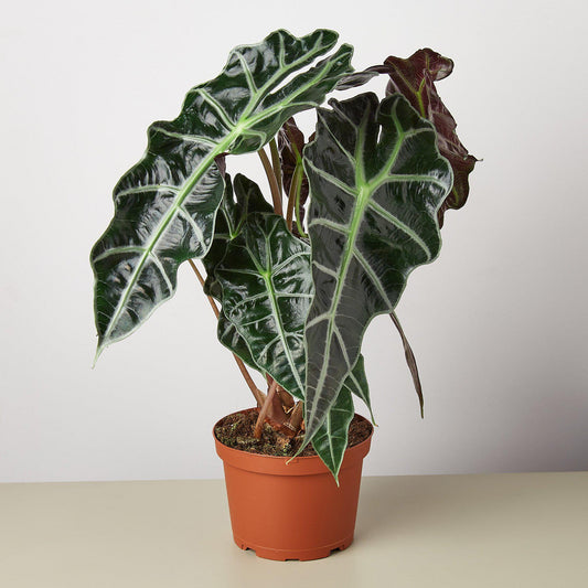 Alocasia Polly 'African Mask' - House Plant Shop
