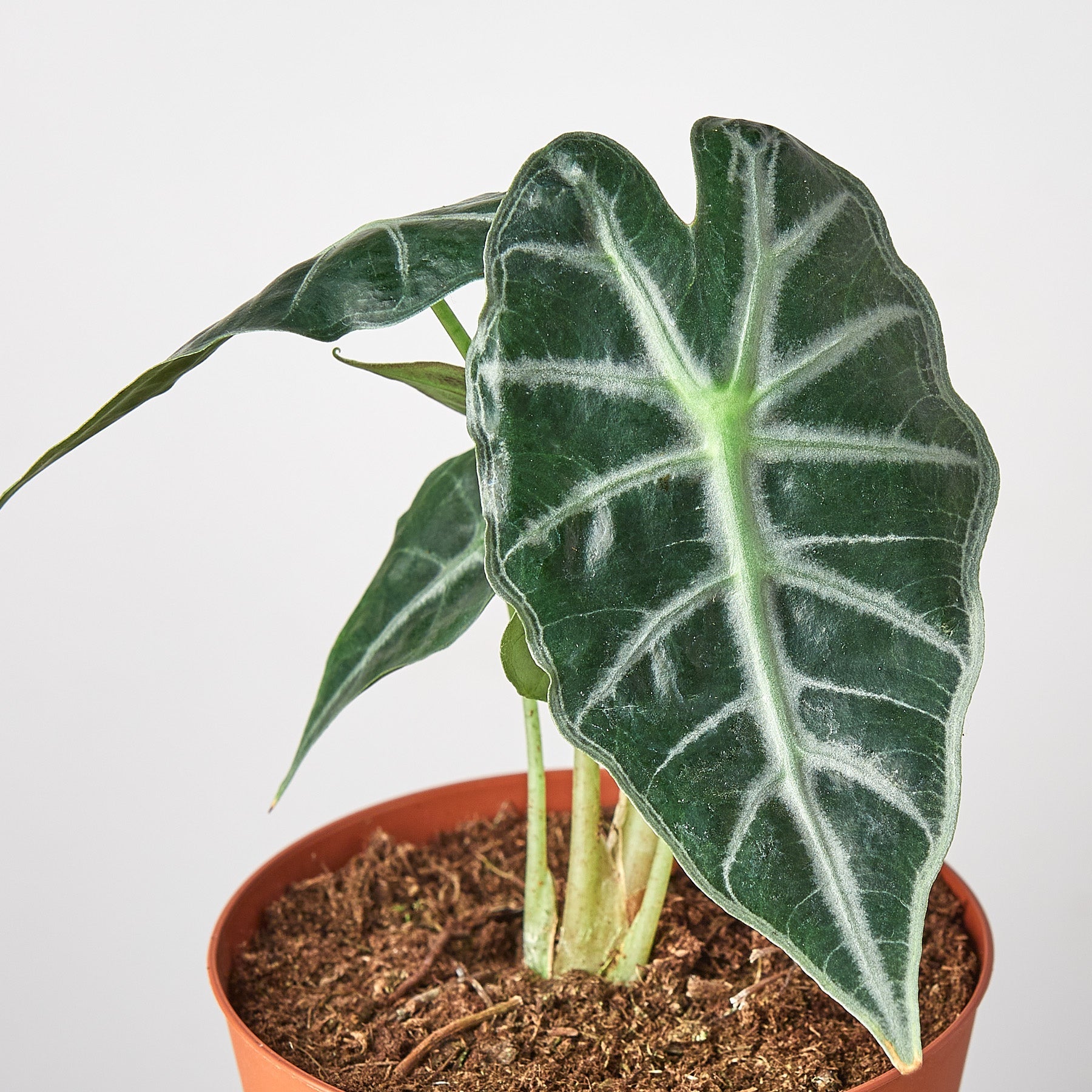 Alocasia Amazonica 'Bambino' - 4" Pot - House Plant Shop