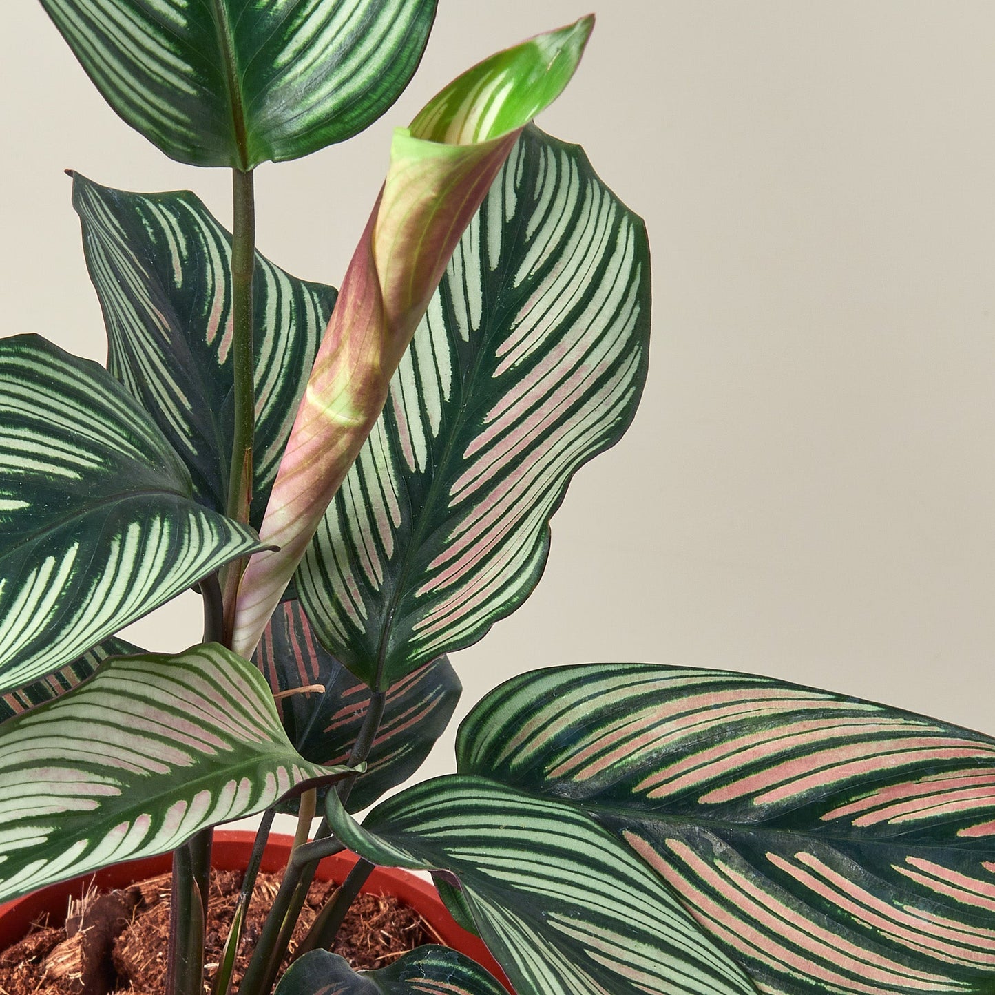 Calathea 'White Star' - 4" Pot - House Plant Shop