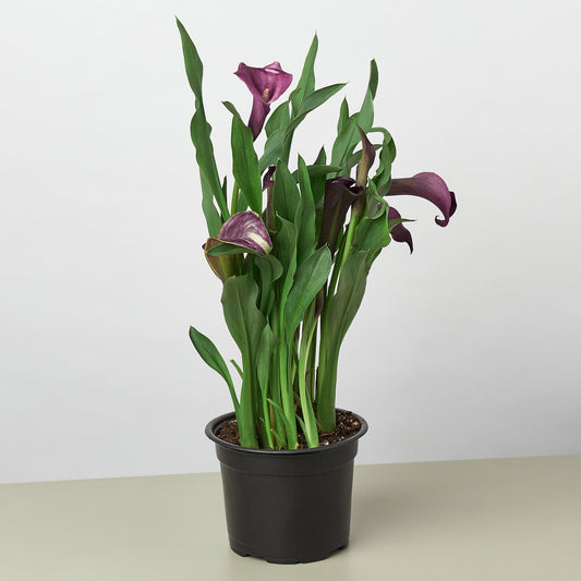 Calla Lily by House Plant Shop