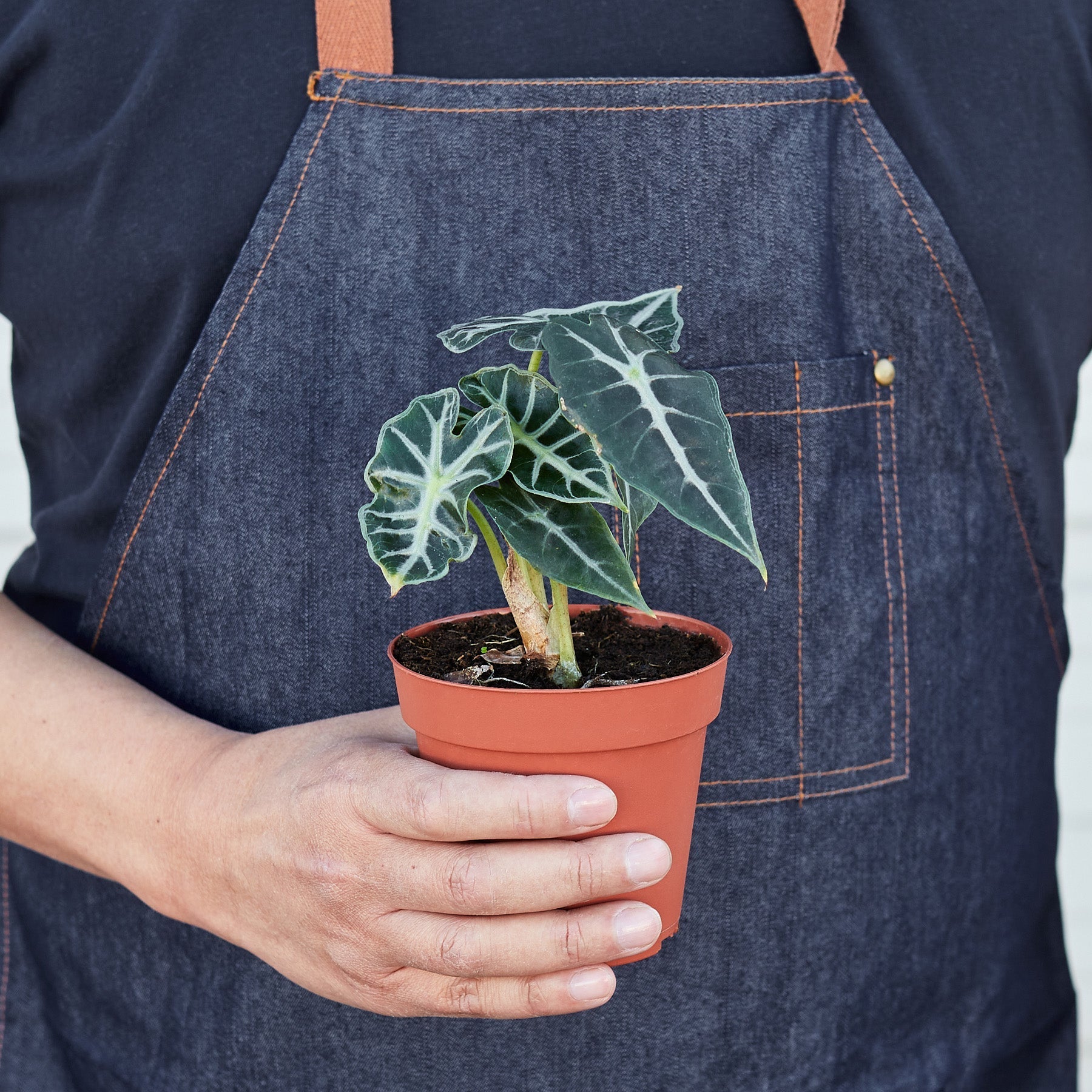 Alocasia Amazonica 'Bambino' - 4" Pot - House Plant Shop