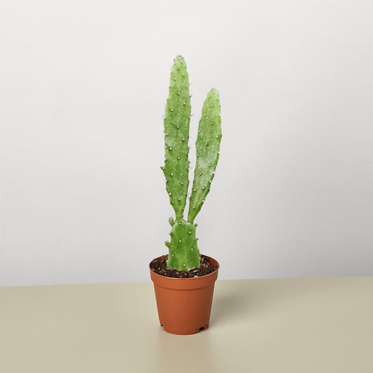 Drooping Prickly Pear Cactus by House Plant Shop