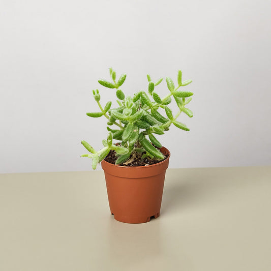 Delosperma echinatum 'Pickle Plant' by House Plant Shop