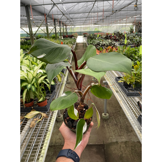 Philodendron 'White Knight' by House Plant Shop