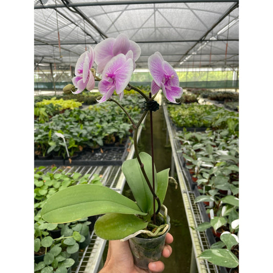 Orchid 'Light Pink Phalaenopsis' by House Plant Shop