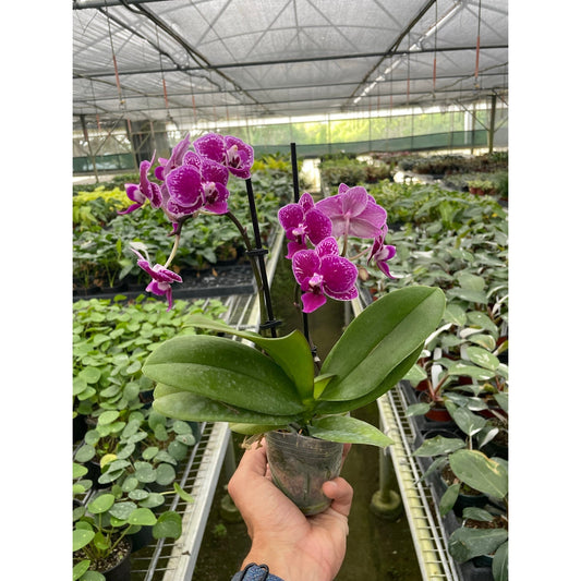 Orchid 'Purple Spotted Phalaenopsis' by House Plant Shop