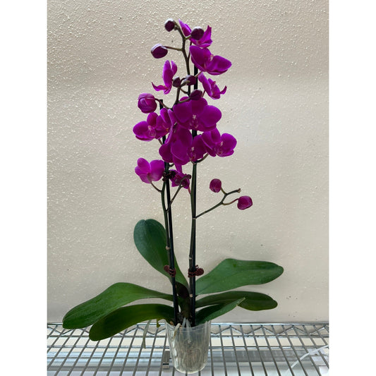 Orchid 'Purple'' by House Plant Shop