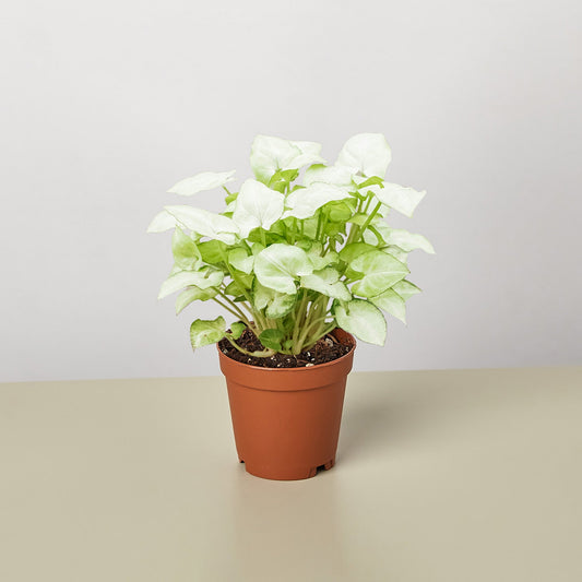 Syngonium 'Moonshine' by House Plant Shop