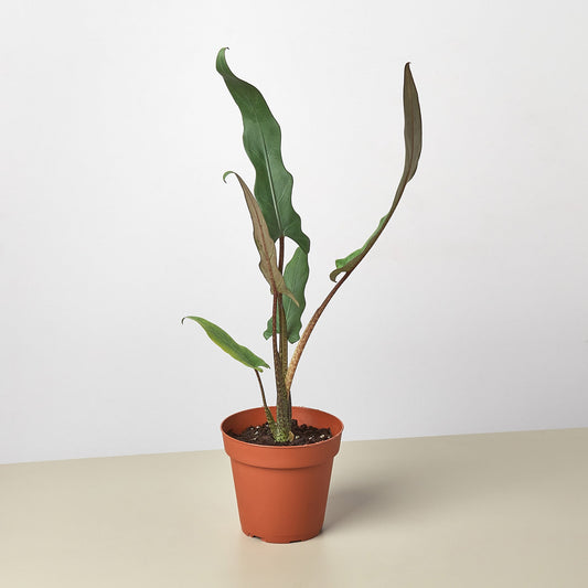 Alocasia 'Purple Sword' by House Plant Shop