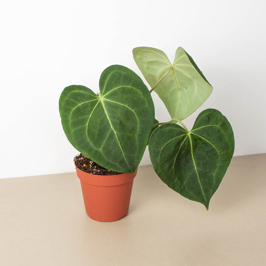 Anthurium 'Clarinervium' by House Plant Shop