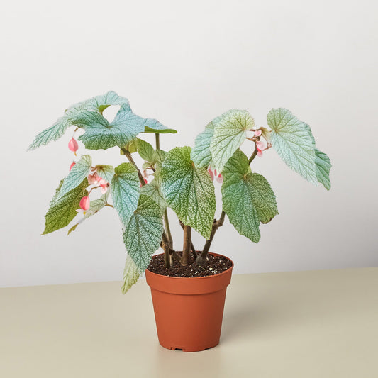 Begonia 'Frosty' by House Plant Shop