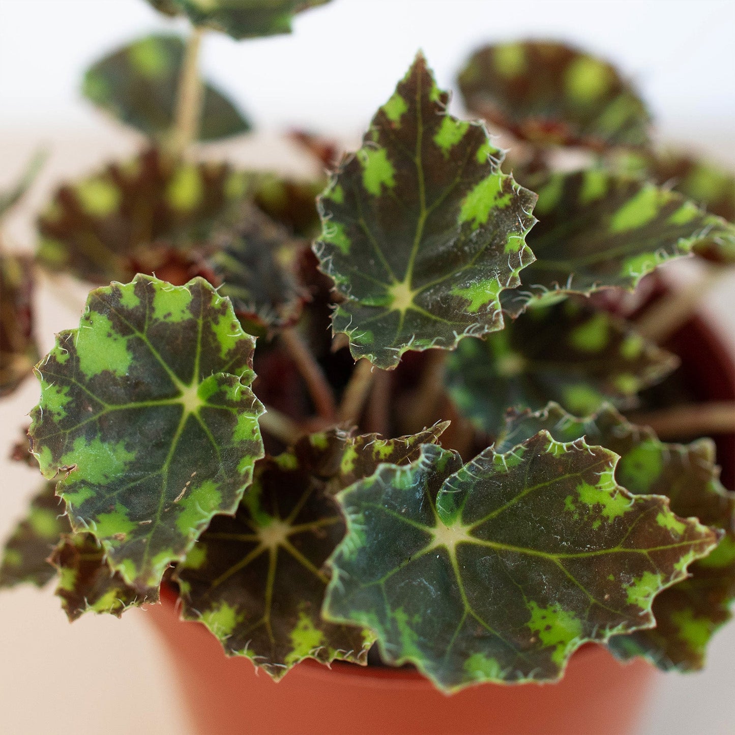 Begonia Tiger Paws - 4" Pot by House Plant Shop